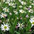 Boltonia asteroides 'Snowbank'