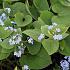 Brunnera macrophylla