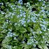 Brunnera macr. 'Jack Frost'