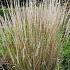 Calamagrostis acut. 'Karl Foerster'