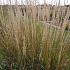 Calamagrostis acut. 'Karl Foerster'