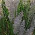 Calamagrostis brachytricha