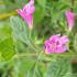 Calamintha grandiflora