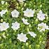 Campanula carp. 'Pearl White'