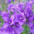 Campanula glom. 'Superba'