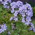 Campanula lactiflora