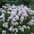 Campanula lact. 'Loddon Anna'