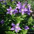 Campanula lact. 'Prichard's Var.'