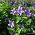 Campanula lact. 'Prichard's Var.'