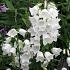 Campanula pers. 'Grandiflora Alba'