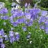 Campanula pers. 'Grand. Coerulea'