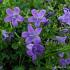 Campanula portenschlagiana