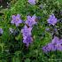 Campanula portenschlagiana