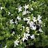 Campanula posch. 'E.H. Frost'