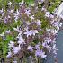 Campanula posch. 'Lisduggan Var.'