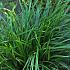 Carex morrowii