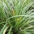 Carex morrowii 'Aureovariegata'