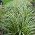 Carex morrowii 'Aureovariegata'