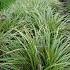 Carex morrowii 'Aureovariegata'