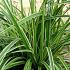 Carex morrowii 'Ice Dance'