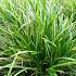 Carex morrowii 'Irish Green'