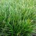 Carex morrowii 'Irish Green'